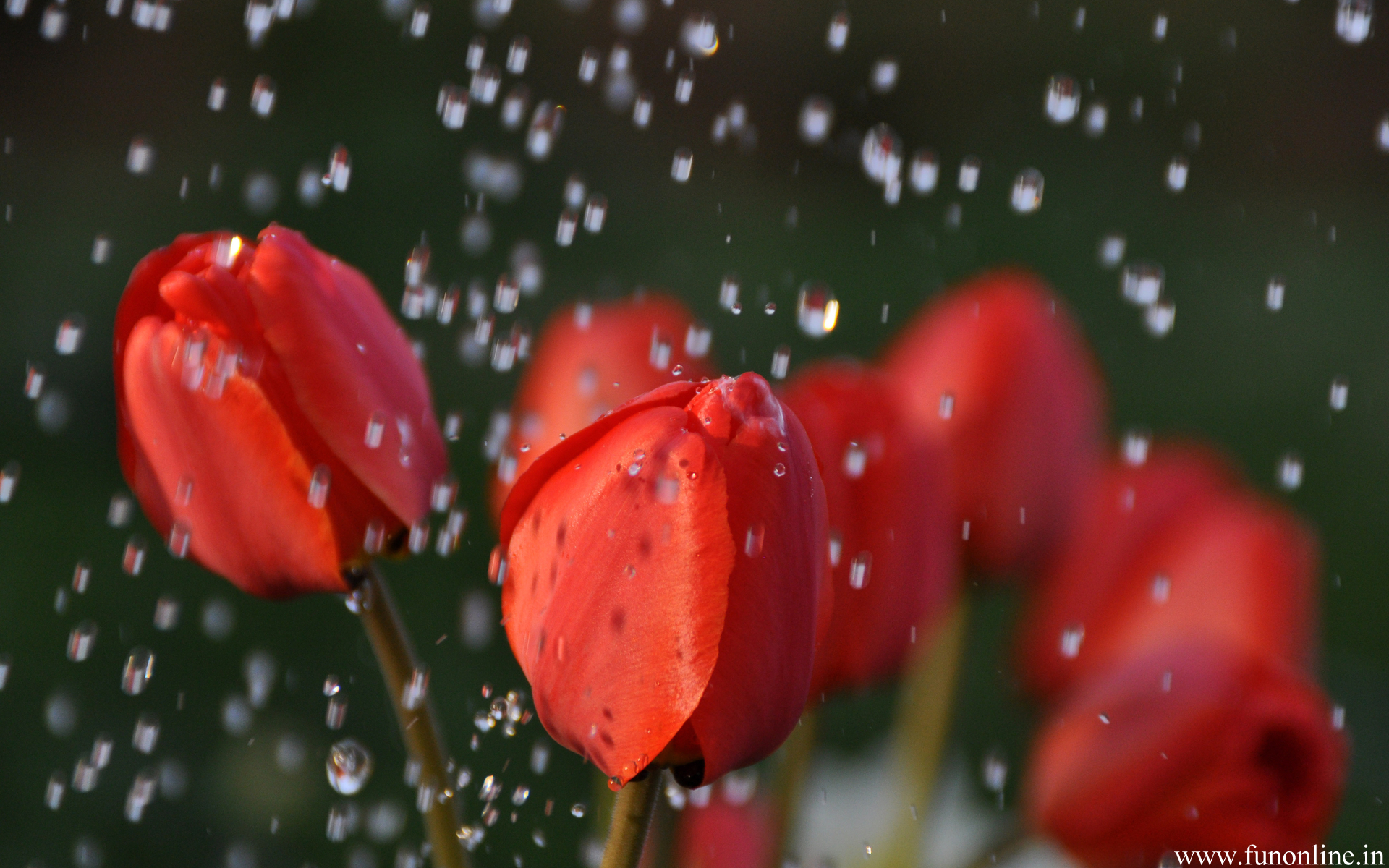 Rain Falling On Flowers Rain Falling On Flowers